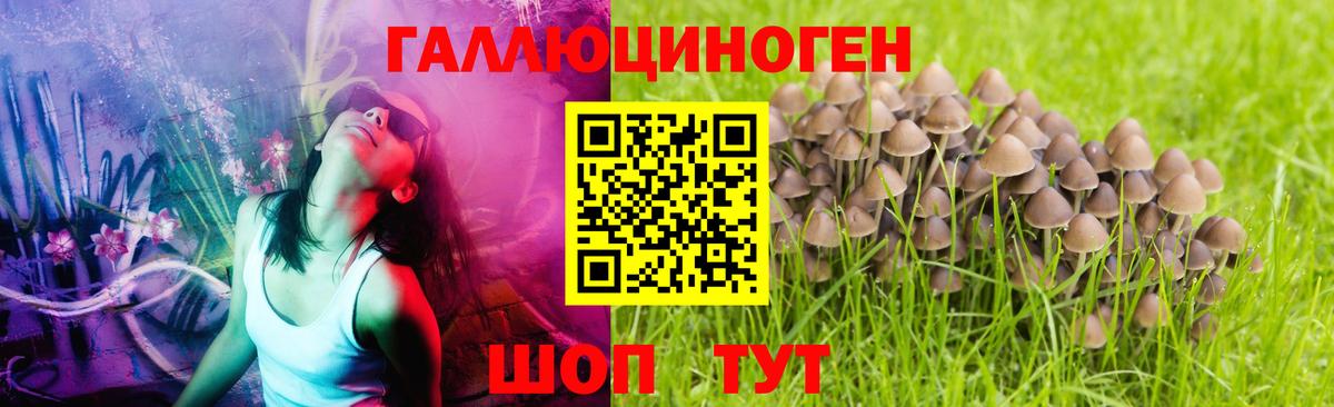 Тимашёвск  Псилоцибиновые грибы MAGIC MUSHROOMS  купить наркотики цена  Галлюциногенные грибы Psilocybe  Вход с VPN 